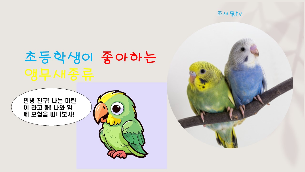 초등학생이 좋아하는 앵무새종류.jpg